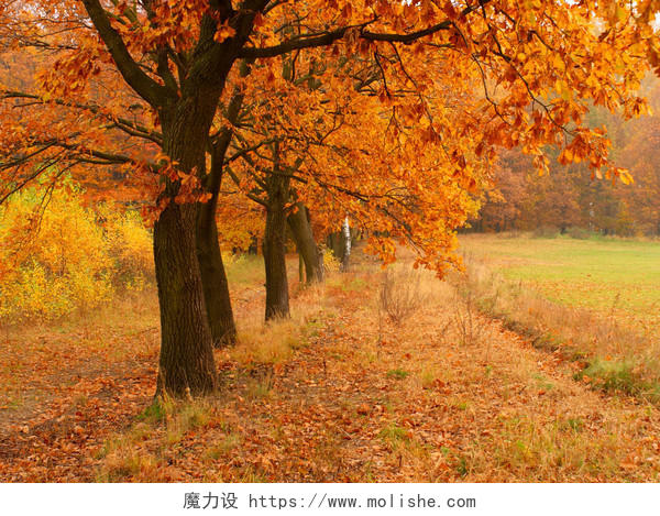 自然风景秋天的树和满地金黄的落叶风景图